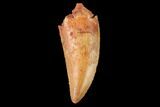 Serrated, Raptor Tooth - Real Dinosaur Tooth #159012-1